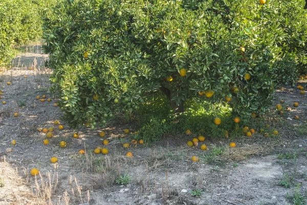 Aranci in piantagione — Foto Stock