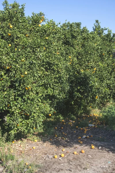 Апельсинові дерева в плантації — стокове фото