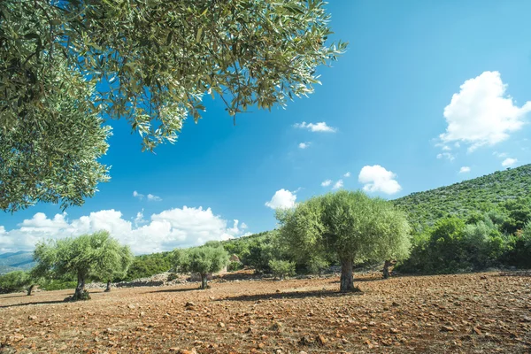 Olive branches on foreground — Stock Photo, Image