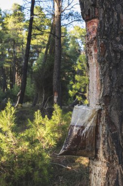 Ağaçtaki reçine toplamak
