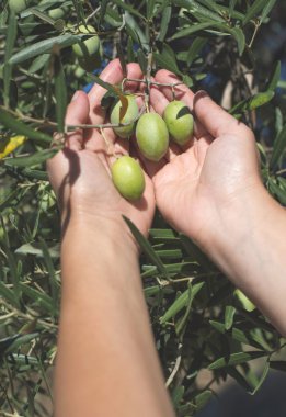 Zeytin dalı tutan eller