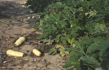 Olgunlaşmış kabak alan