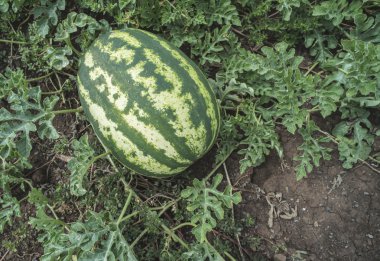 Karpuz yeşil sahada