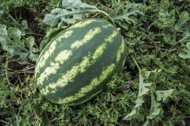 Karpuz yeşil sahada