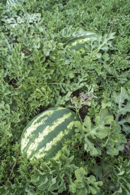 Karpuz yeşil sahada