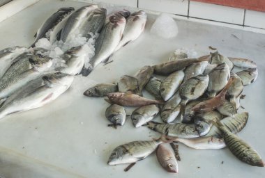 İçinde belgili tanımlık çarşı buzda balık yakın çekim.