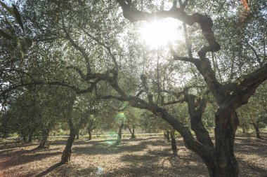 Zeytin ağaçları ve güneş ışınları