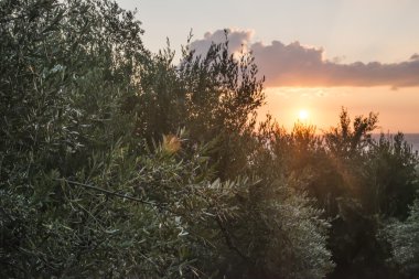 Zeytin ağaçları günbatımı üzerinde