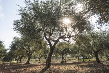 Zeytin ağaçları ve güneş ışınları