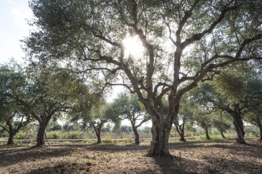 Zeytin ağaçları ve güneş ışınları