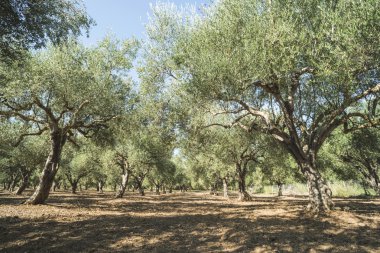 saç ekimi yapılan zeytin ağaçları