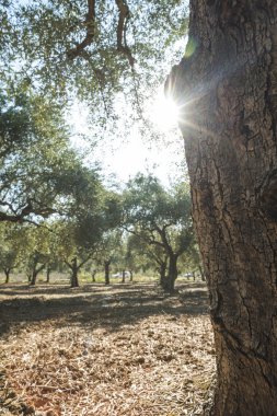 Zeytin ağaçları ve güneş ışınları