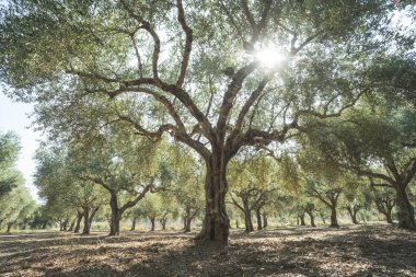 Zeytin ağaçları ve güneş ışınları