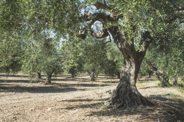 saç ekimi yapılan zeytin ağaçları