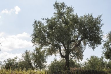 saç ekimi yapılan zeytin ağaçları
