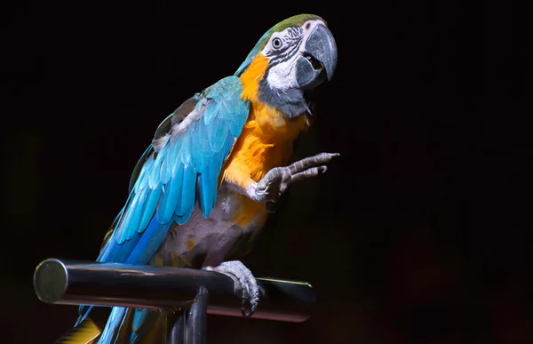 Niebieski papuga w cyrku — Zdjęcie stockowe