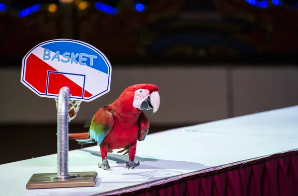 Czerwony papuga w cyrku — Zdjęcie stockowe