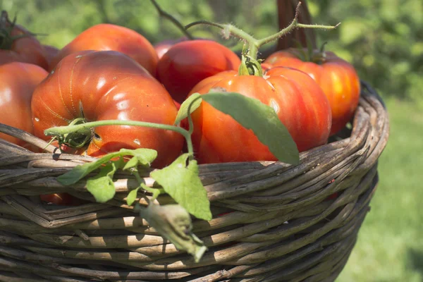 Tomatoes in wooden basket — Stock Photo, Image