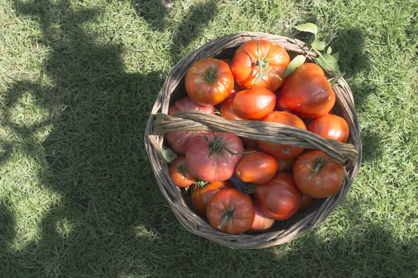 Tomatoes in wooden basket — Stock Photo, Image