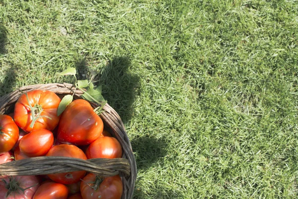 Tomates dans un panier en bois — Photo