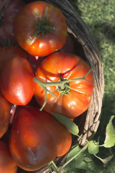 Tomates dans un panier en bois — Photo