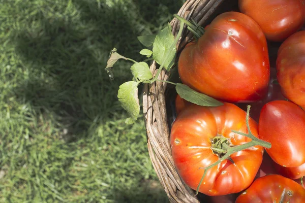 Tomaten im Holzkorb — Stockfoto