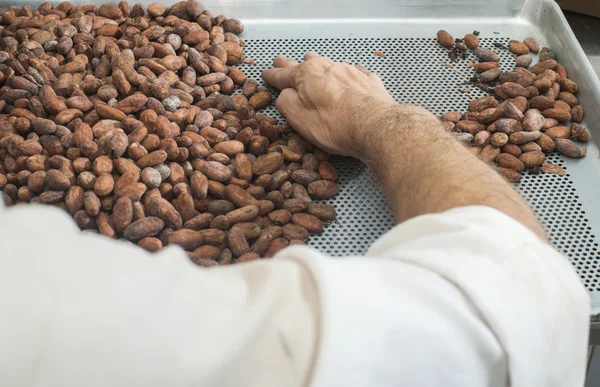 Mano seleccionar granos de cacao — Foto de Stock
