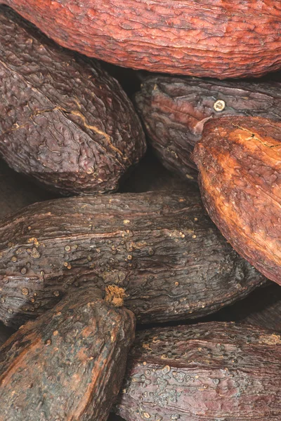 Vainas de cacao marrón — Foto de Stock