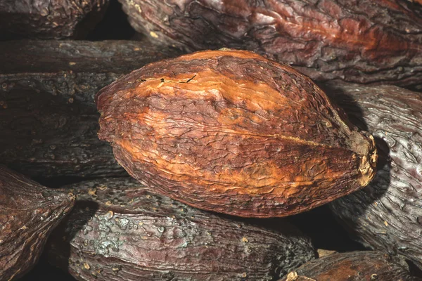 Baccelli di cacao marrone — Foto Stock