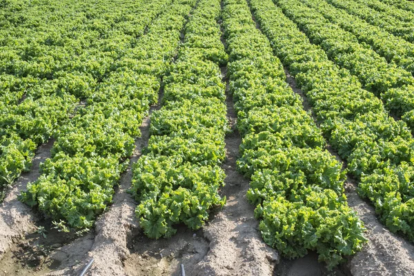 Lettuce plantation field — Stock Photo, Image