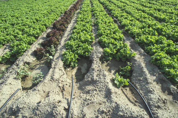 Campo de plantación de lechuga —  Fotos de Stock