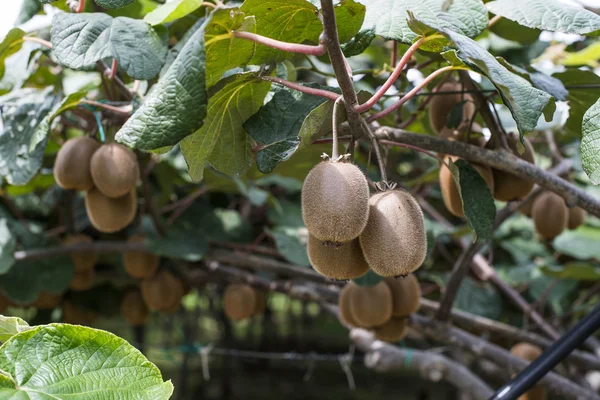 Kiwi plant in day light — Stock Photo, Image