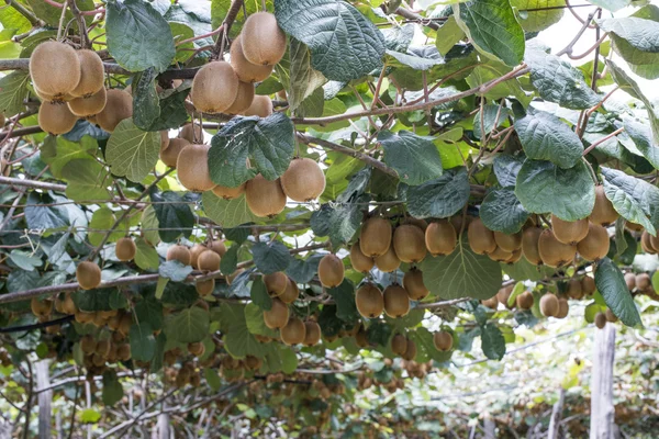 Kiwi plantation grödor — Stockfoto