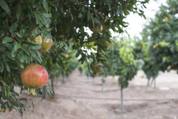 Pomegranate trees with fruits — Stock Photo, Image