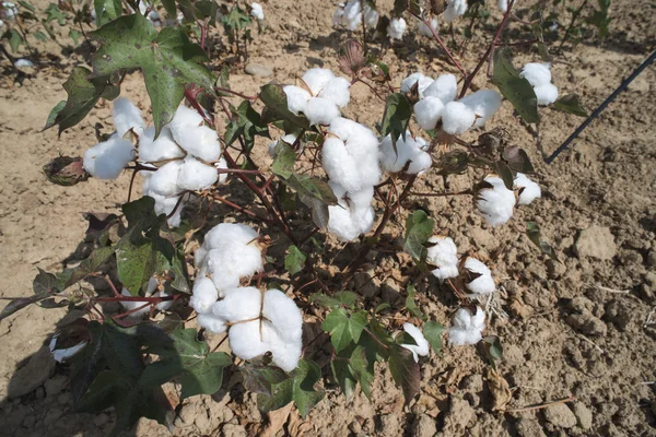 Campo de plantas de algodão — Fotografia de Stock