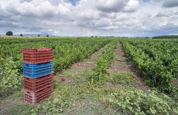 Jaula con pimientos en plantación — Foto de Stock