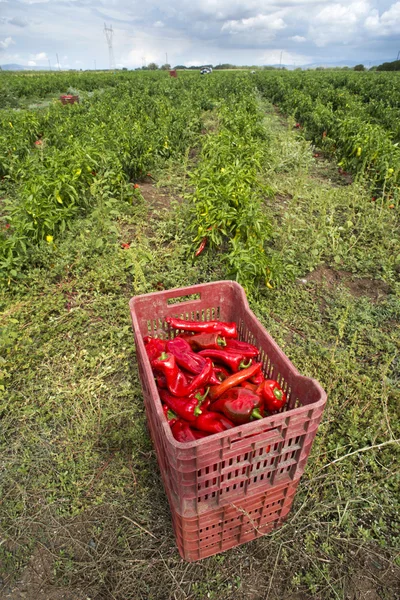 Přepravka s papričkami na plantáži — Stock fotografie