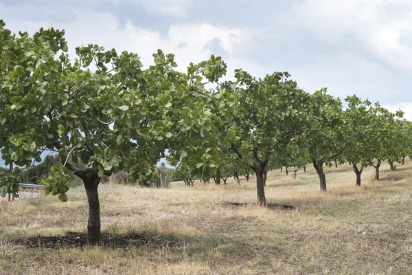 Pistachio trees in Greece — Stock Photo, Image
