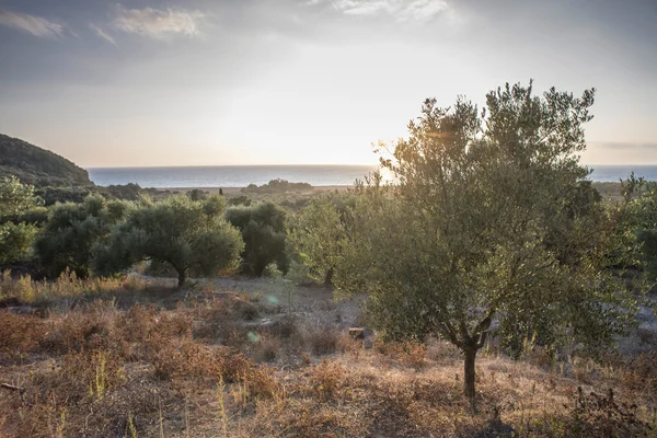 Olive trees and sun rays — Stock Photo, Image