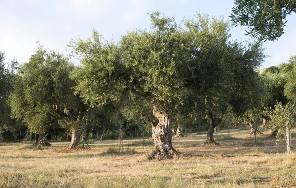 Oliveiras em plantação — Fotografia de Stock