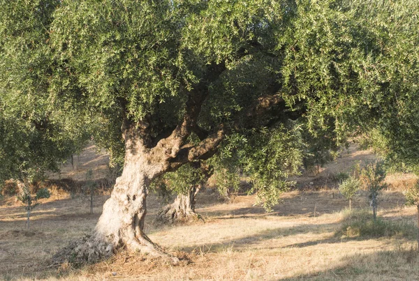 Oliveiras em plantação — Fotografia de Stock