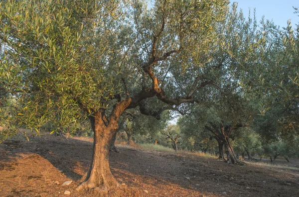 Oliveiras em plantação . — Fotografia de Stock