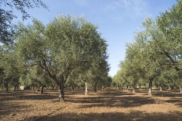 Olive trees in plantation — Stock Photo, Image