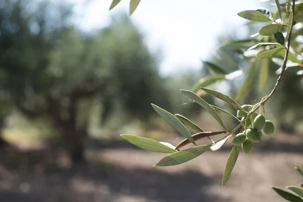 Оливкові гілки на передньому плані — стокове фото