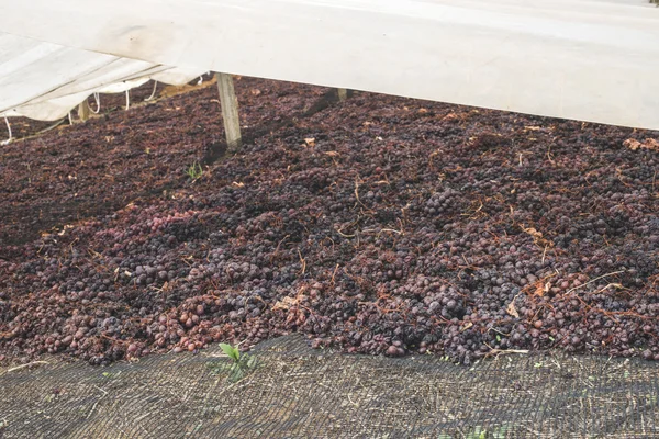 Drying grapes for raisins — Stock Photo, Image