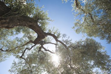 saç ekimi yapılan zeytin ağaçları