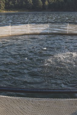 Kafeslerde balık yetiştiriciliği için