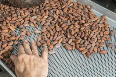 El adedini kakao çekirdekleri