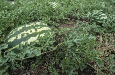 Karpuz yeşil sahada