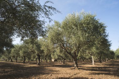 saç ekimi yapılan zeytin ağaçları